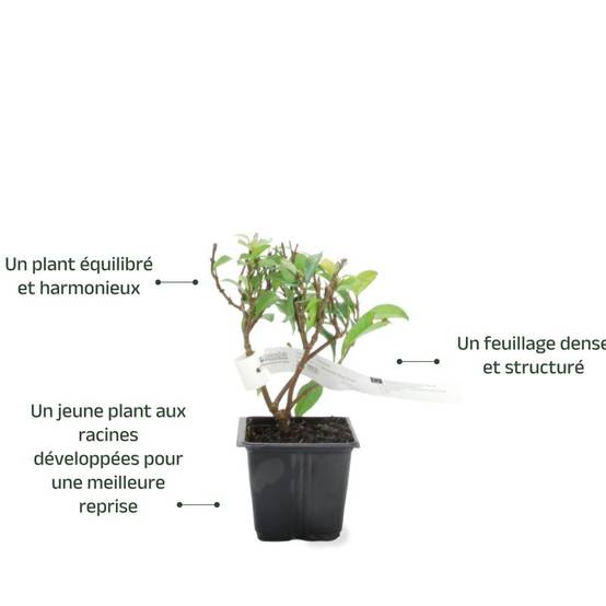 Jasmin Étoilé 'Rose d'Inde' (Trachelospermum Jasminoides) - Godet - Taille 13/25cm - Pépinières Naudet - Image 3