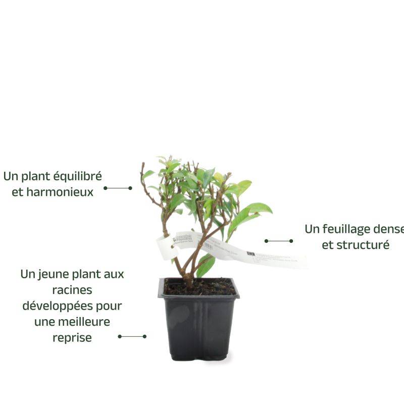 Jasmin Étoilé 'Rose d'Inde' (Trachelospermum Jasminoides) - Godet - Taille 13/25cm - Pépinières Naudet - Image 3