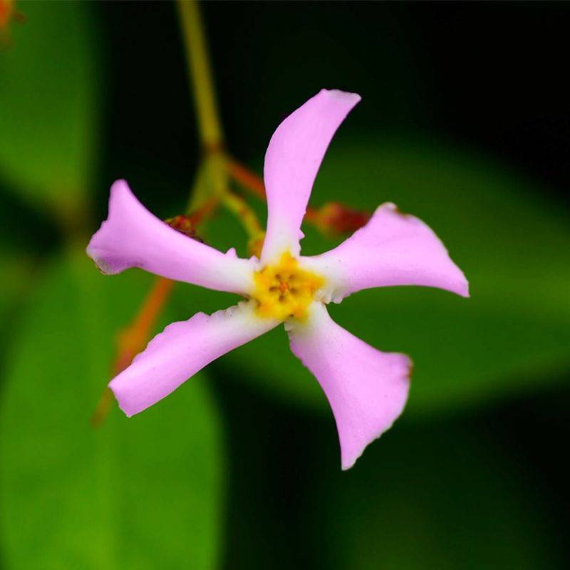 Jasmin Étoilé 'Rose d'Inde' (Trachelospermum Jasminoides) - Godet - Taille 13/25cm - Pépinières Naudet - Image 1