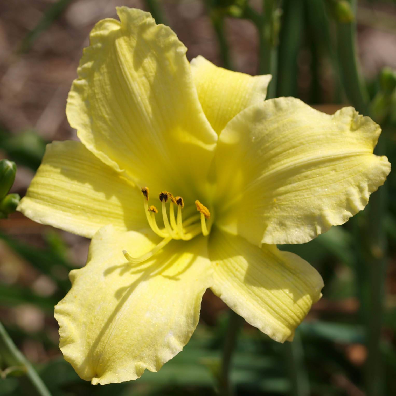 Promesse de Fleurs - Hémérocalle Alice in Wonderland - Lis d'un Jour jaune citron, coeur vert. Godet de 8/9 cm