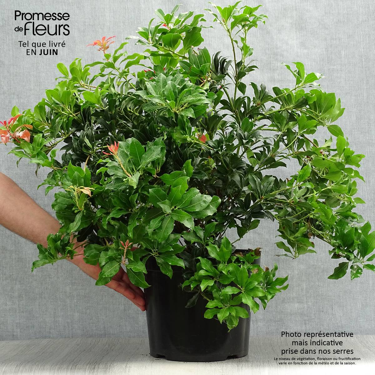 Promesse de Fleurs - Andromède du Japon - Pieris Japonica Mountain Fire Pot de 7,5L/10L - Image 2
