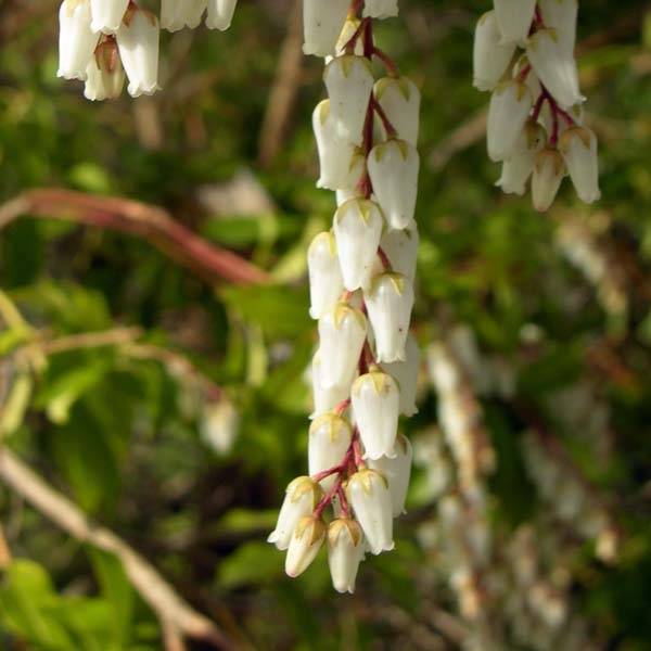 Promesse de Fleurs - Andromède du Japon - Pieris Japonica Mountain Fire Pot de 7,5L/10L - Image 1