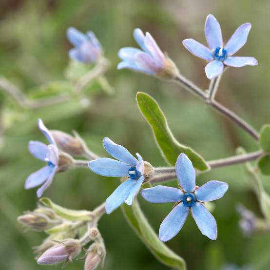 Graines de Tweedia (Oxypetalum) Heavenly Blue - Etoile du sud le sachet de 15 graines environ