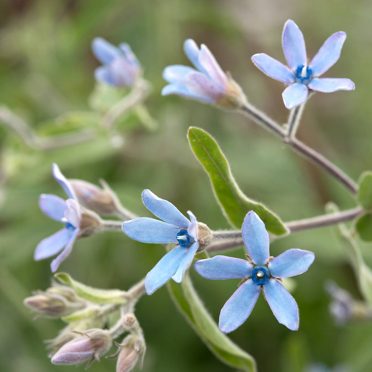 Graines de Tweedia (Oxypetalum) Heavenly Blue - Etoile du sud le sachet de 15 graines environ