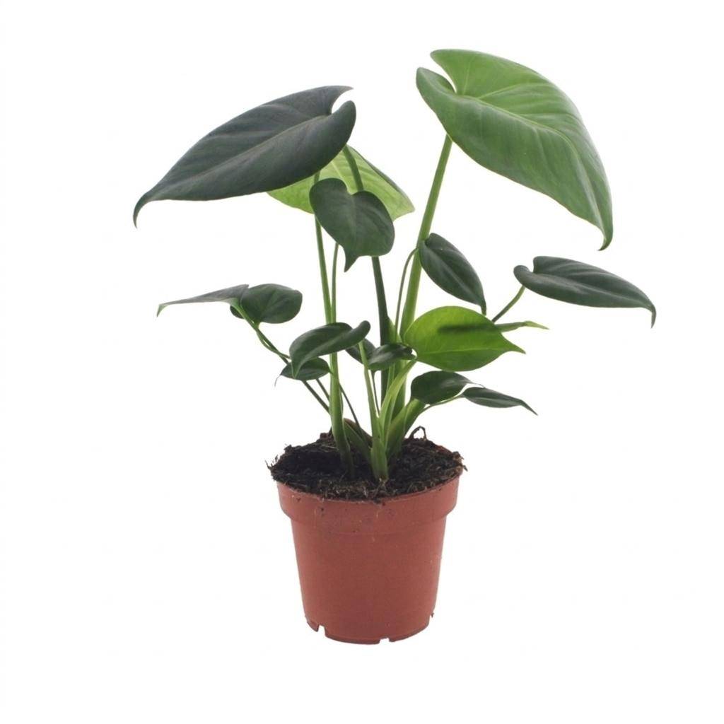Monstera Deliciosa - Pot de 12cm - 1 plante - Sans cache-pot - Plantes d'intérieur - Image 2
