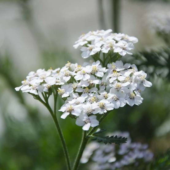 Promesse de Fleurs - Achillée millefeuille White Beauty Godet de 8/9 cm