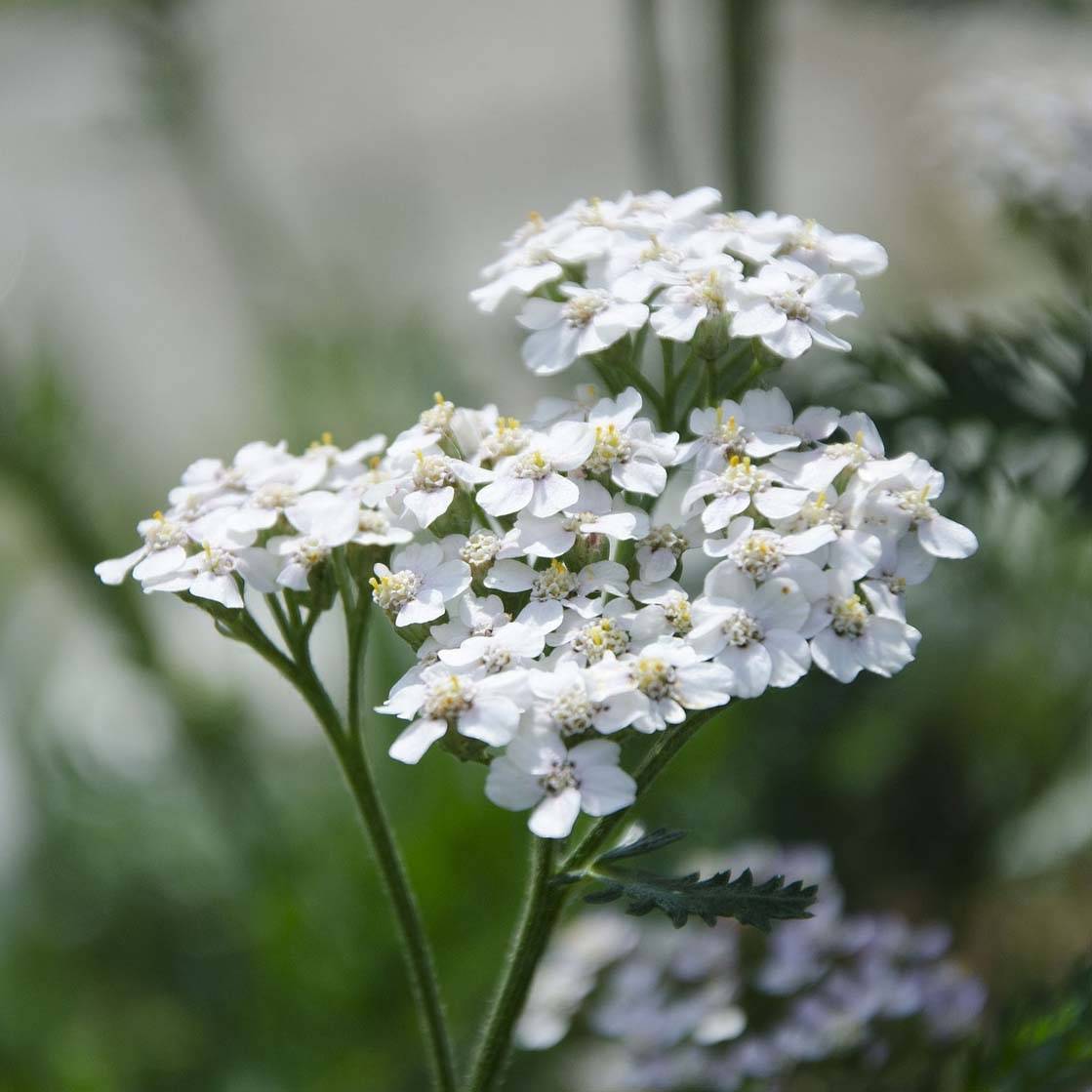 Promesse de Fleurs - Achillée millefeuille White Beauty Godet de 8/9 cm