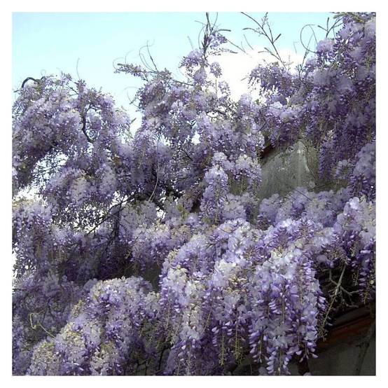 Glycine de Chine à fleurs Bleue - feuillage Caduc - Godet - 5/10 cm- hauteur à maturité De 5,00 m à 10,00 m - Image 7