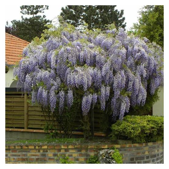 Glycine de Chine à fleurs Bleue - feuillage Caduc - Godet - 5/10 cm- hauteur à maturité De 5,00 m à 10,00 m - Image 10