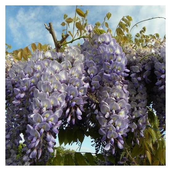 Glycine de Chine à fleurs Bleue - feuillage Caduc - Godet - 5/10 cm- hauteur à maturité De 5,00 m à 10,00 m - Image 4