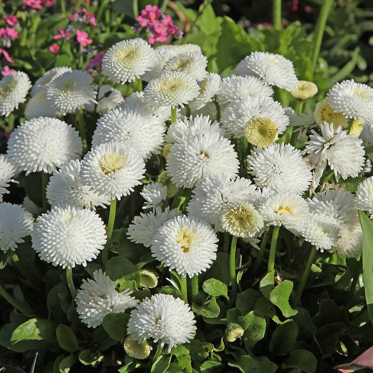 Promesse de Fleurs - Pâquerette Bellissima Compact White - Bellis Perennis Mini-motte Ø 1,5/2,5 cm (par 5)