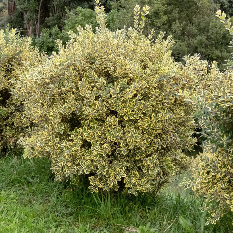 Promesse de Fleurs - Metrosideros excelsa Aurea - Arbre de Noël de Nouvelle-Zélande Pot de 2L/3L