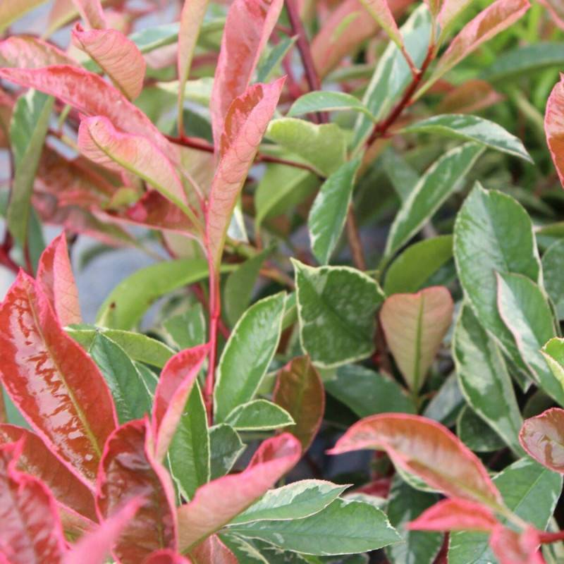 Photinia Pink Marble® 'Casini' à fleurs Blanche - feuillage Persistant - Pot de 15L - 100/120 cm-  hauteur à maturité De 2,50 m à 3,00 m - Image 7
