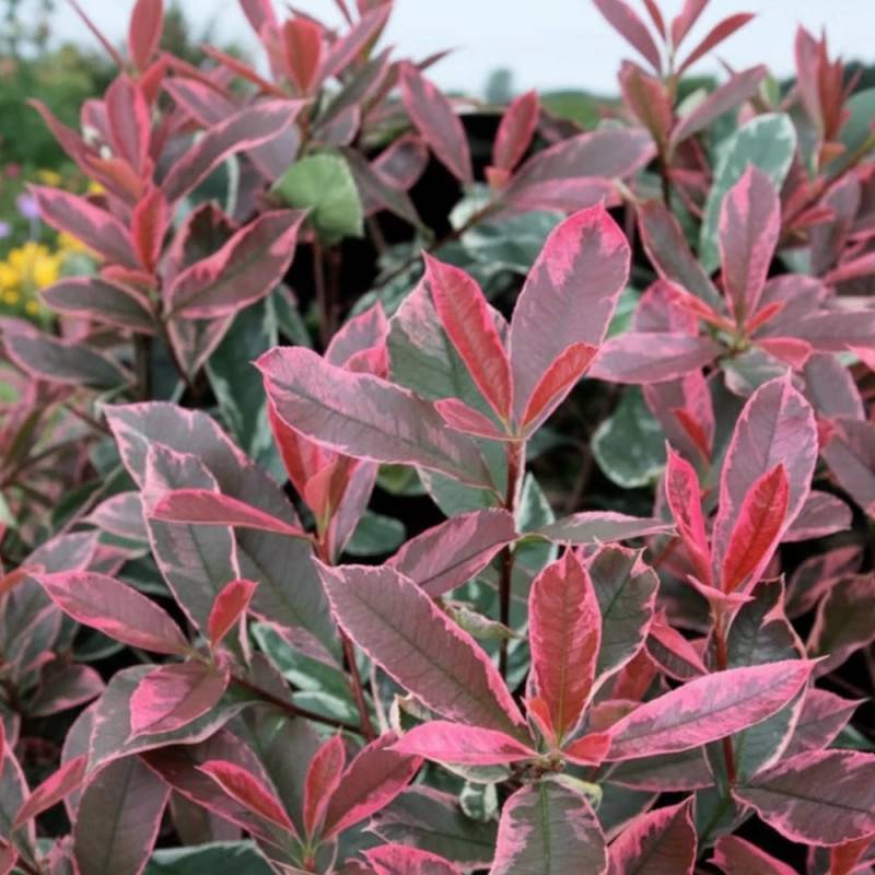 Photinia Pink Marble® 'Casini' à fleurs Blanche - feuillage Persistant - Pot de 15L - 100/120 cm-  hauteur à maturité De 2,50 m à 3,00 m - Image 5