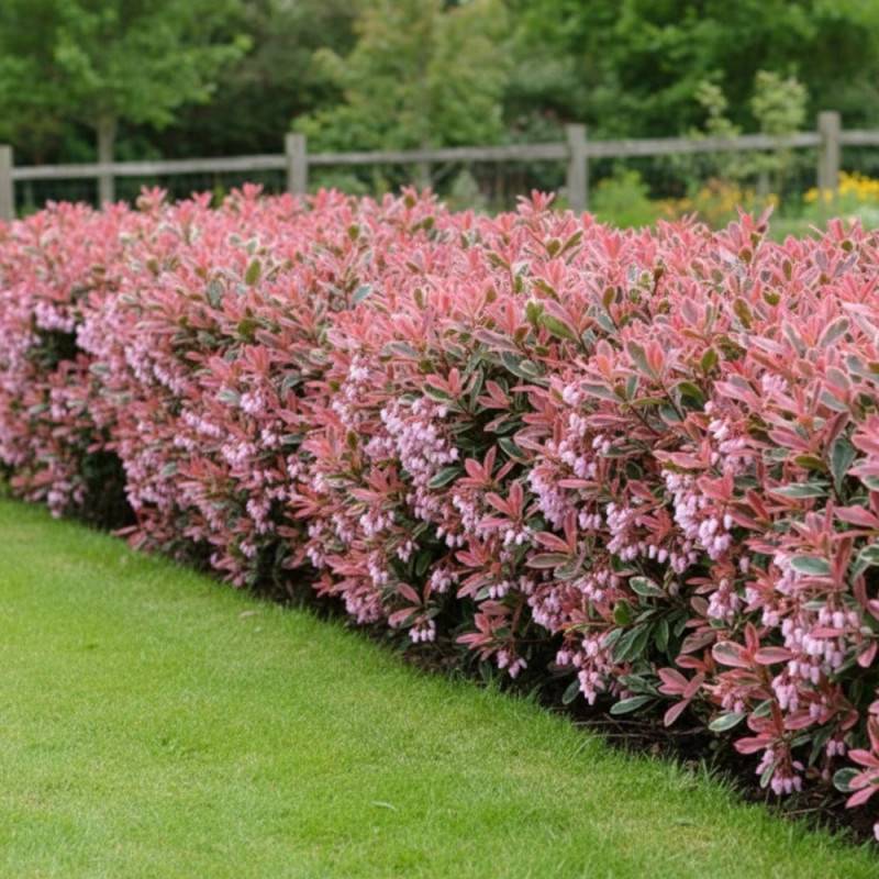 Photinia Pink Marble® 'Casini' à fleurs Blanche/ - feuillage Persistant - Pot de 15L - 100/120 cm - Image 4