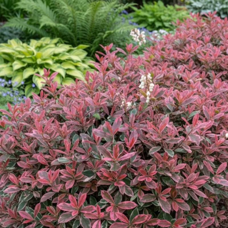Photinia Pink Marble® 'Casini' à fleurs Blanche - feuillage Persistant - Pot de 15L - 100/120 cm-  hauteur à maturité De 2,50 m à 3,00 m - Image 3