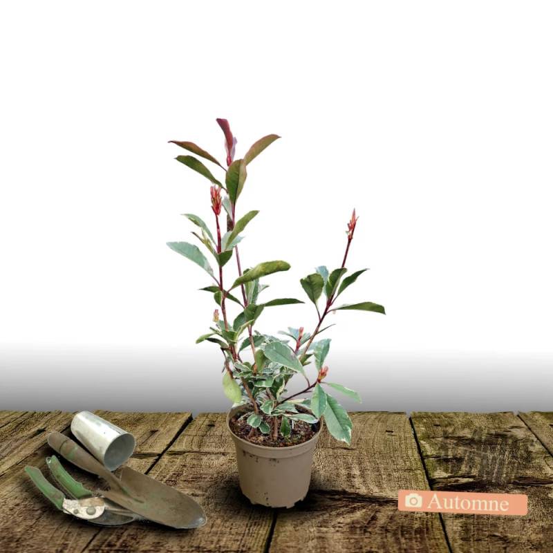 Photinia Pink Marble® 'Casini' à fleurs Blanche - feuillage Persistant - Pot de 15L - 100/120 cm-  hauteur à maturité De 2,50 m à 3,00 m - Image 8