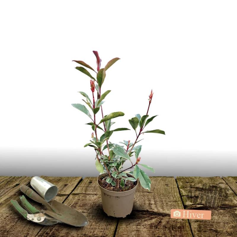 Photinia Pink Marble® 'Casini' à fleurs Blanche - feuillage Persistant - Pot de 15L - 100/120 cm-  hauteur à maturité De 2,50 m à 3,00 m - Image 10