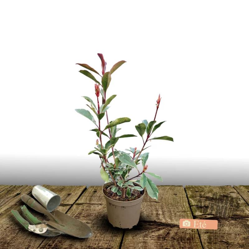 Photinia Pink Marble® 'Casini' à fleurs Blanche - feuillage Persistant - Pot de 15L - 100/120 cm-  hauteur à maturité De 2,50 m à 3,00 m - Image 9