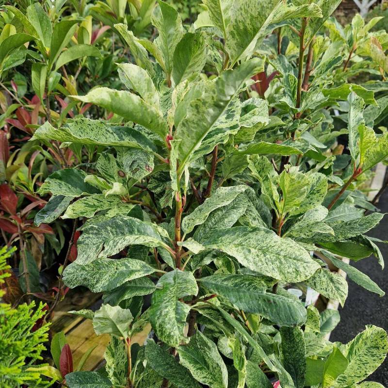 Photinia Pink Marble® 'Casini' à fleurs Blanche/ - feuillage Persistant - Pot de 15L - 100/120 cm - Image 6