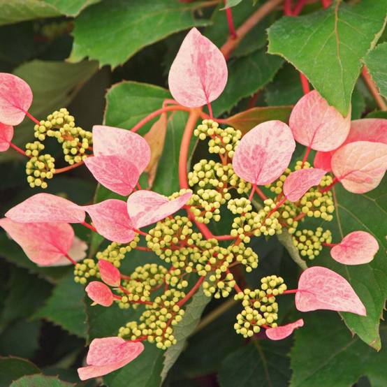 Hortensia grimpant Rose sensation® 'Trarose' à fleurs Rose - feuillage Caduc - Godet - 5/20 cm- hauteur à maturité De 3,00 m à 5,00 m - Image 1