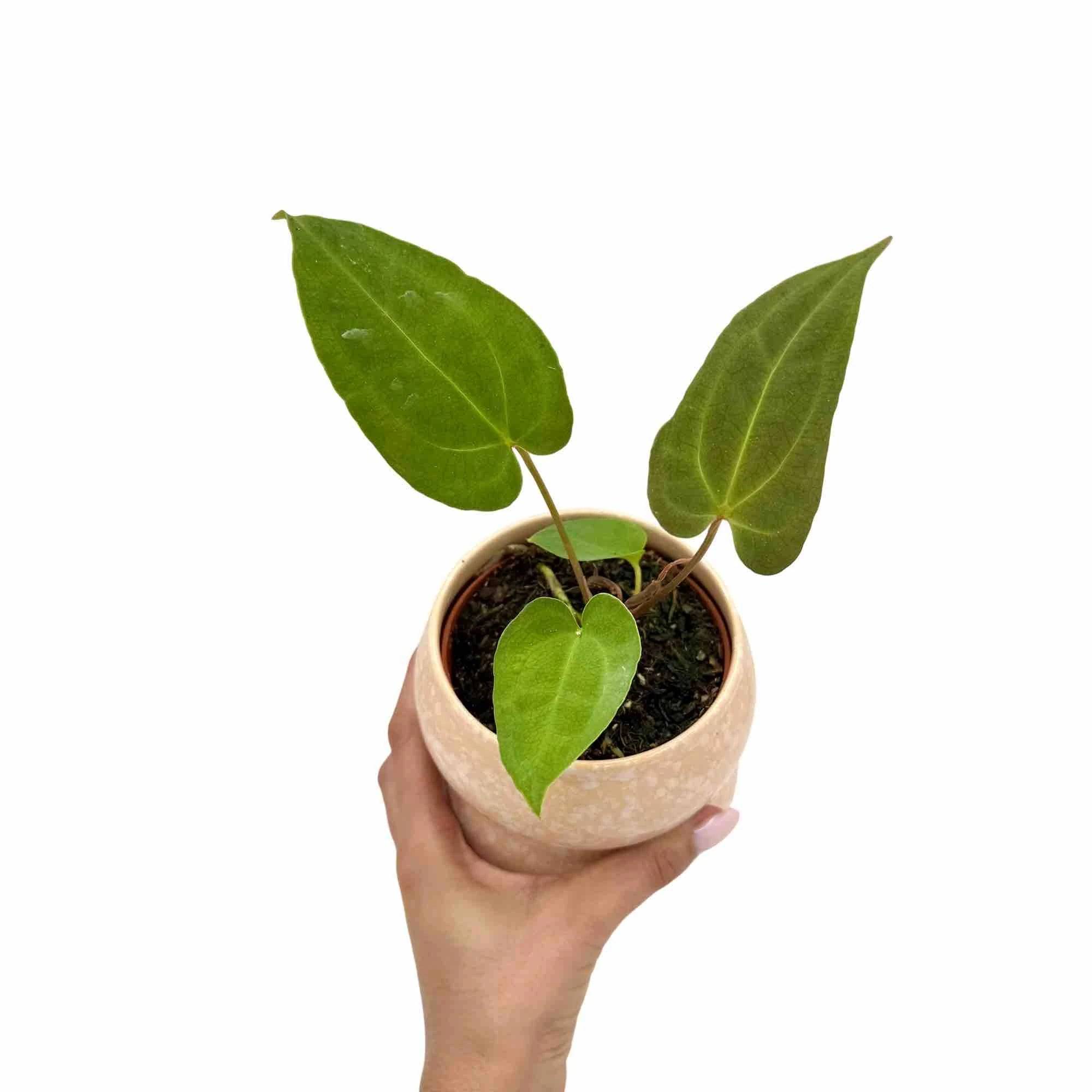 Anthurium Ace of Spade x Blue Papillillaminum - Pot de 9cm - Plantes d'intérieur