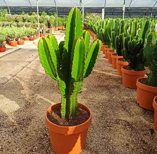 0 - Euphorbia ingens 'Candelabrum' Pot de 40 litres - 140/160 cm - Image 1