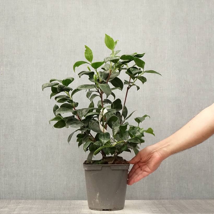 Promesse de Fleurs - Camélia Margaret Davis - Camellia japonica Pot de 3L/4L - Image 2