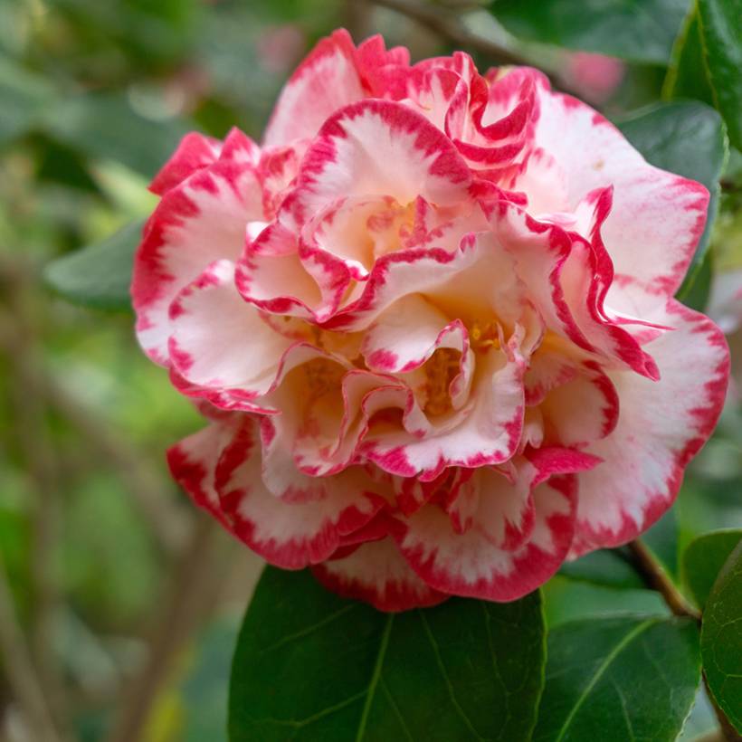 Promesse de Fleurs - Camélia Margaret Davis - Camellia japonica Pot de 3L/4L - Image 1
