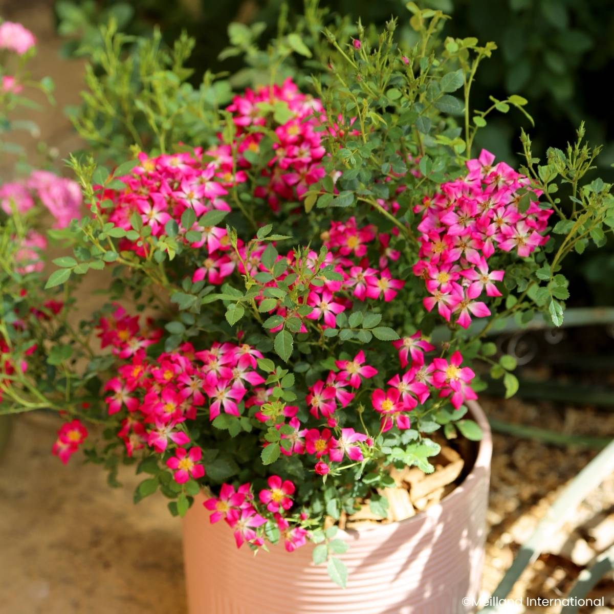 Promesse de Fleurs - Rosier miniature Galaxy Antares Pot de 1,5L/2L