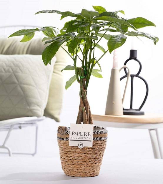 Pachira aquatica en panier - Ø12cm - ↕45cm - Plantes d’intérieur - Image 1