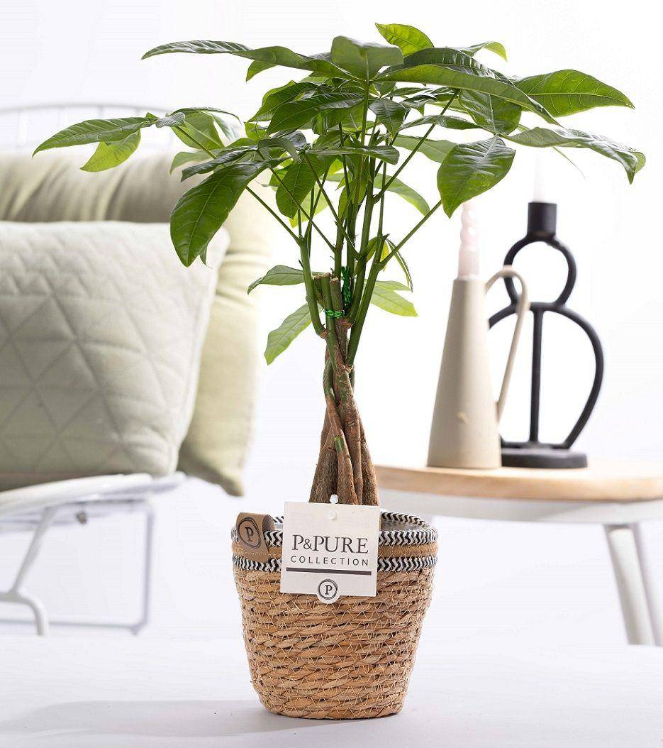 Pachira aquatica en panier - Ø12cm - ↕45cm - Plantes d’intérieur