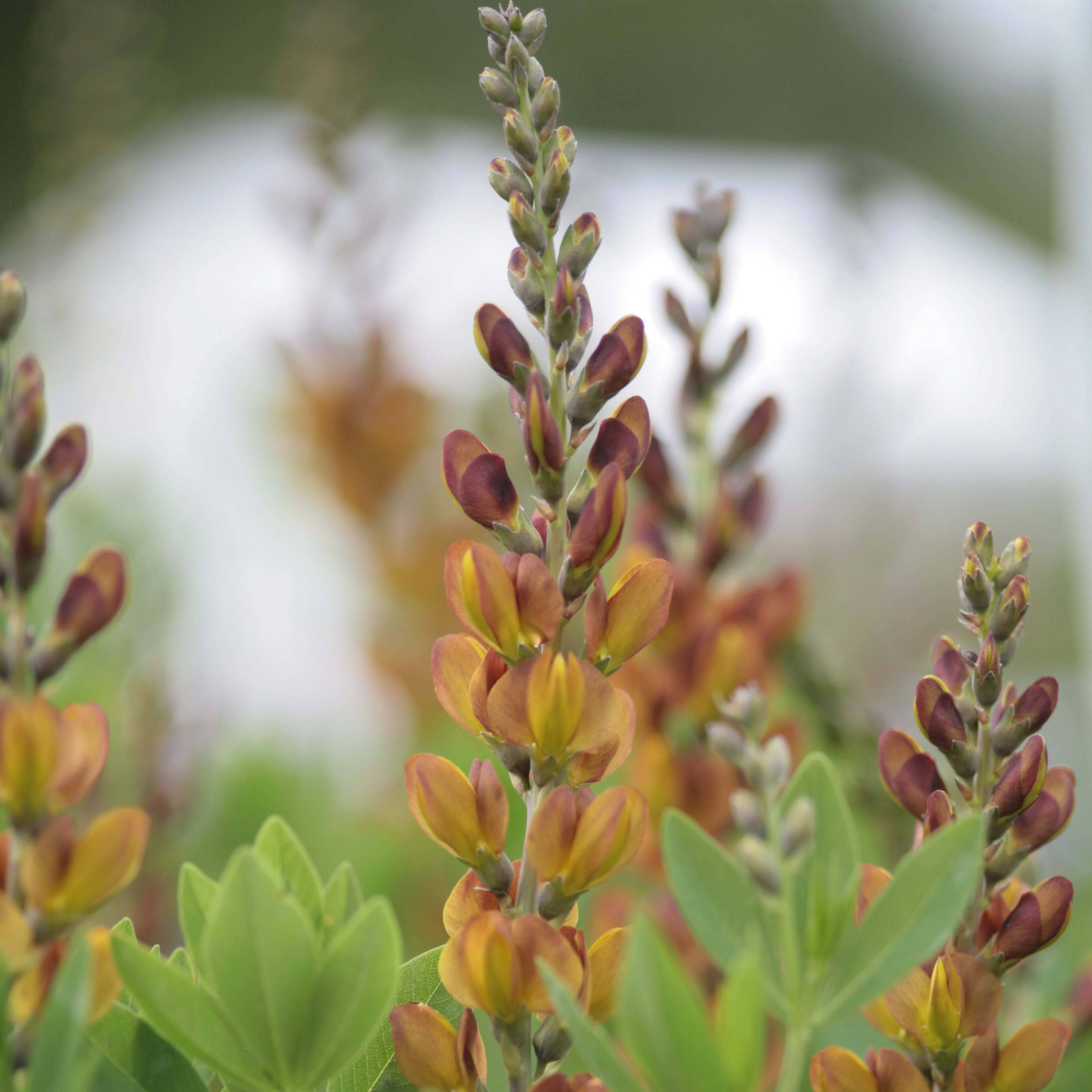 Baptisia Brownie Points - Lupin indigo Pot de 1L/1,5L