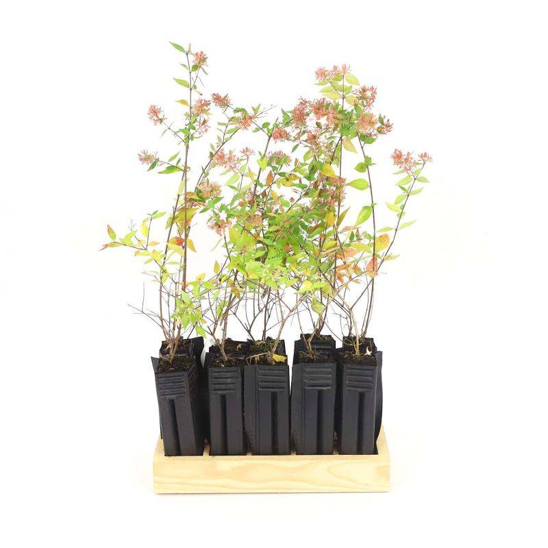 10 Abélia (Abélia x grandiflora) - Haie d'Abélia -  - Pépinières Naudet - Image 3
