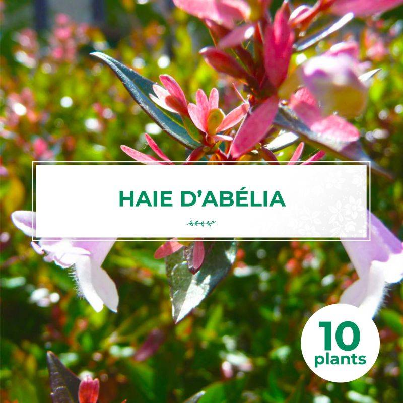 10 Abélia (Abélia x grandiflora) - Haie d'Abélia -  - Pépinières Naudet - Image 1