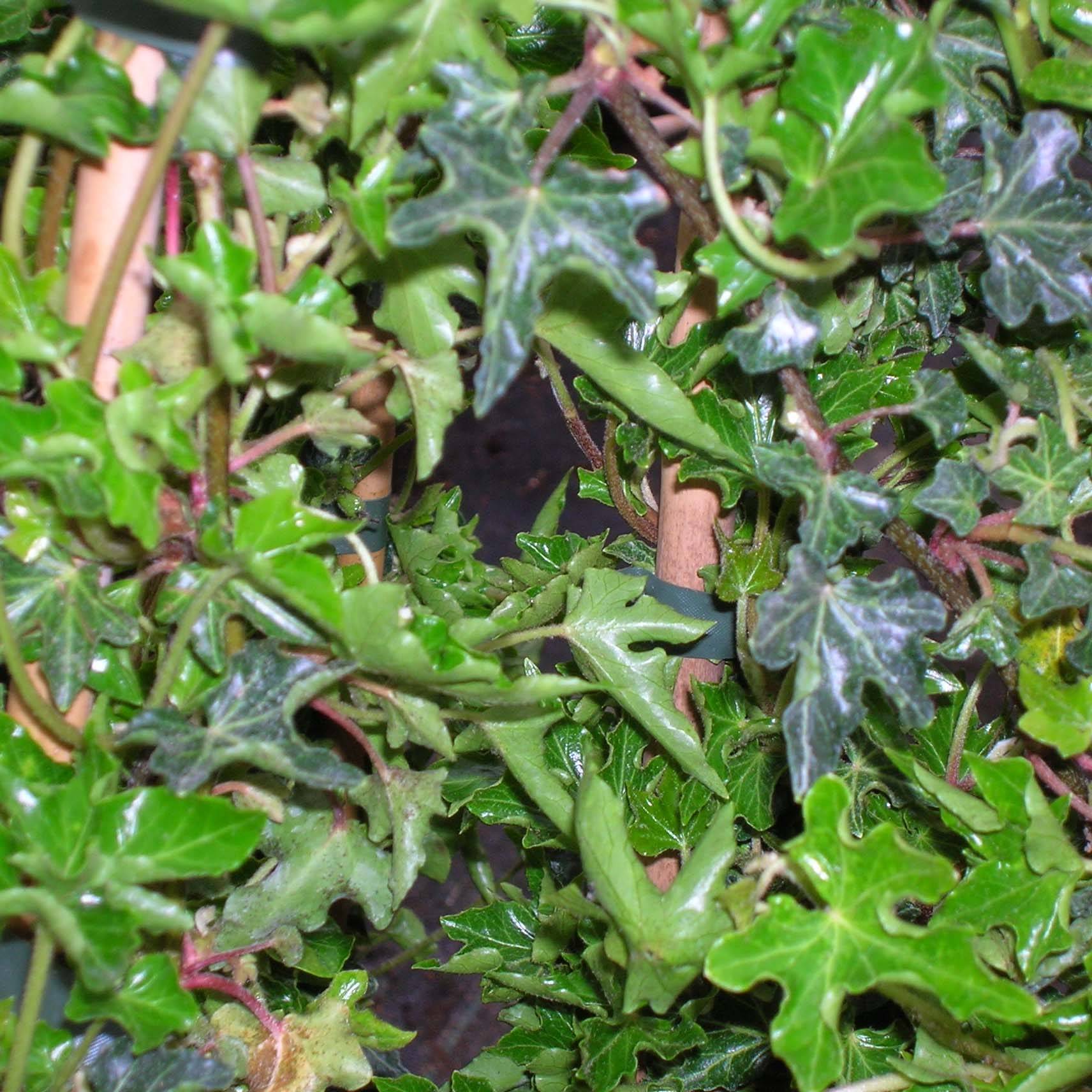 Promesse de Fleurs - Lierre commun - Hedera helix Ivalace Godet de 8/9 cm