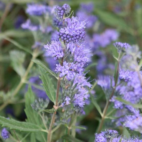 Promesse de Fleurs - Caryopteris Grand Bleu - Spirée bleue Godet de 8/9 cm - Image 1