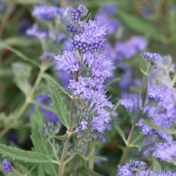 Promesse de Fleurs - Caryopteris Grand Bleu - Spirée bleue  Godet de 8/9 cm - Image 1