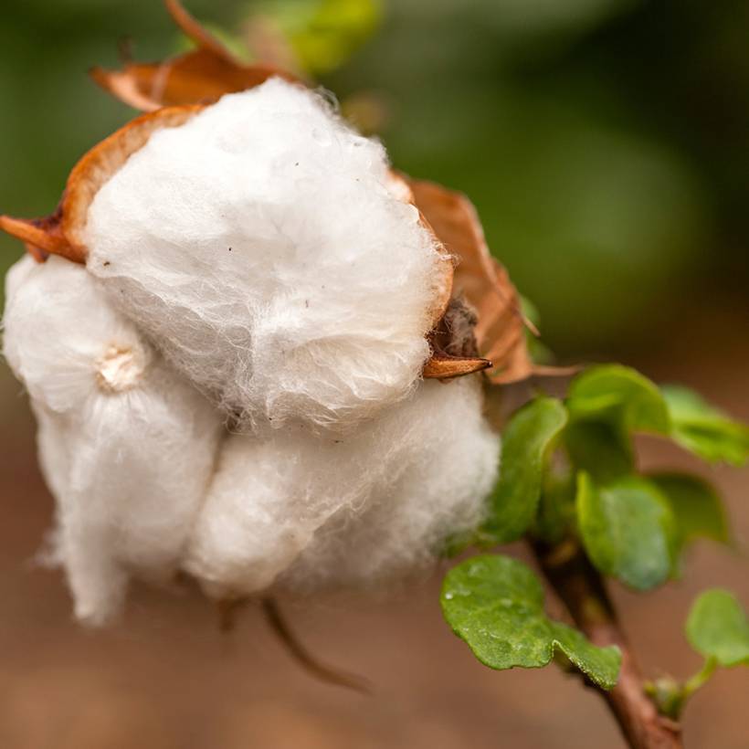 Promesse de Fleurs - Graines de Coton - Gossypium herbaceum le sachet de 25 graines environ