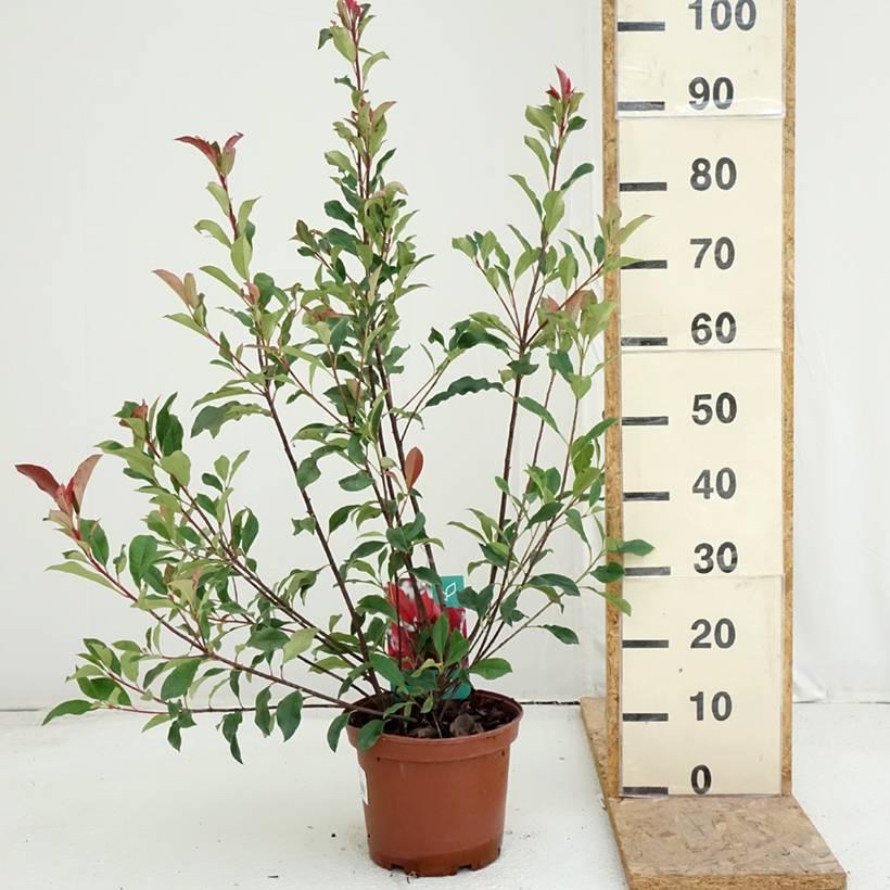 Photinia fraseri Dynamo Red Pot de 4L/5L - Image 2