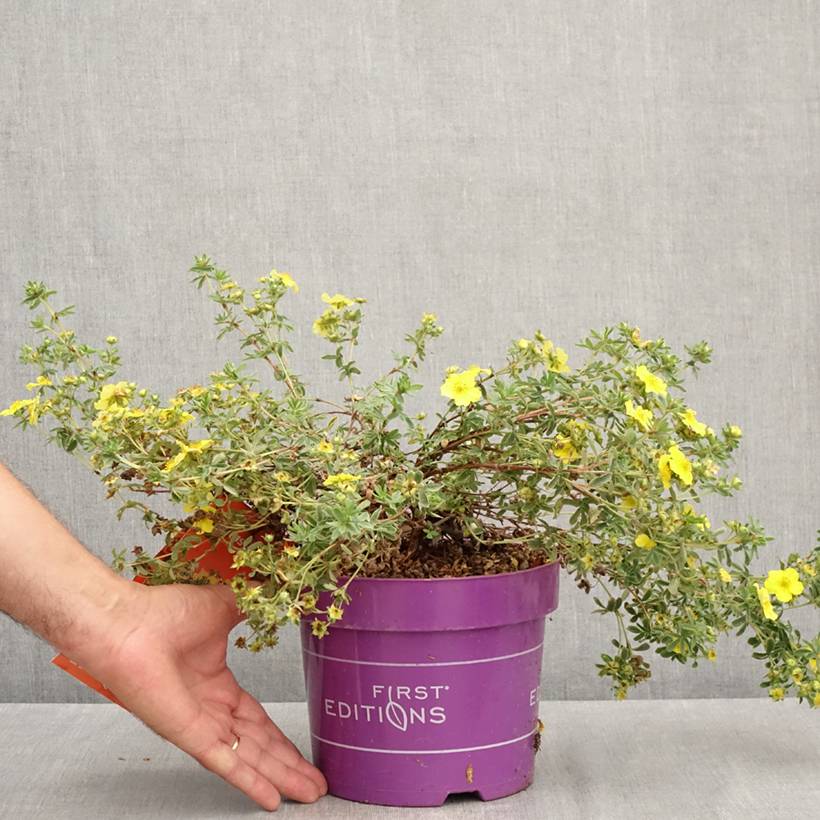 Potentilla fruticosa Citrus Tart- Potentille arbustive Pot de 2L/3L - Image 2