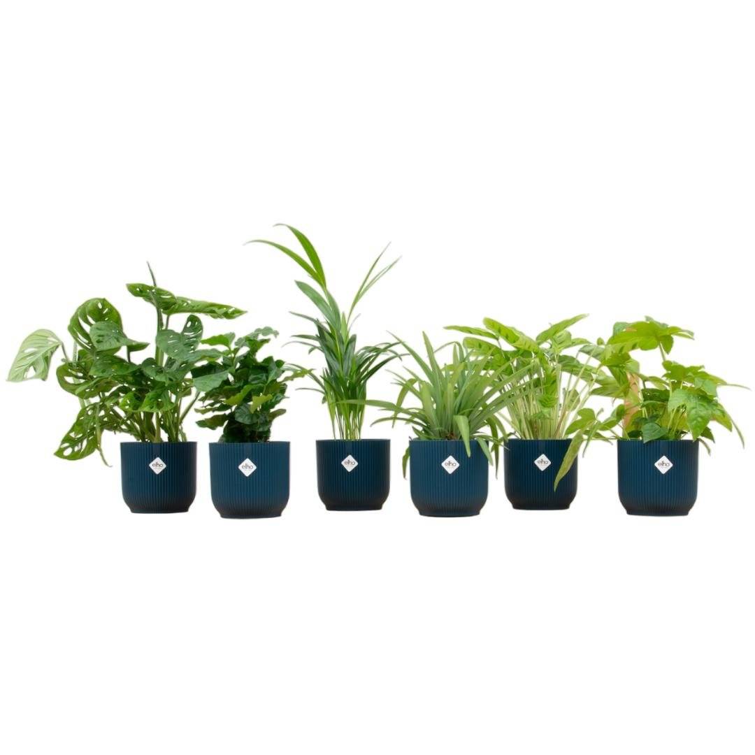 La Green Touch - Box surprise 6 plantes+ Cache-Pot- La Green Touch  - Hauteur 30cm - Image 2