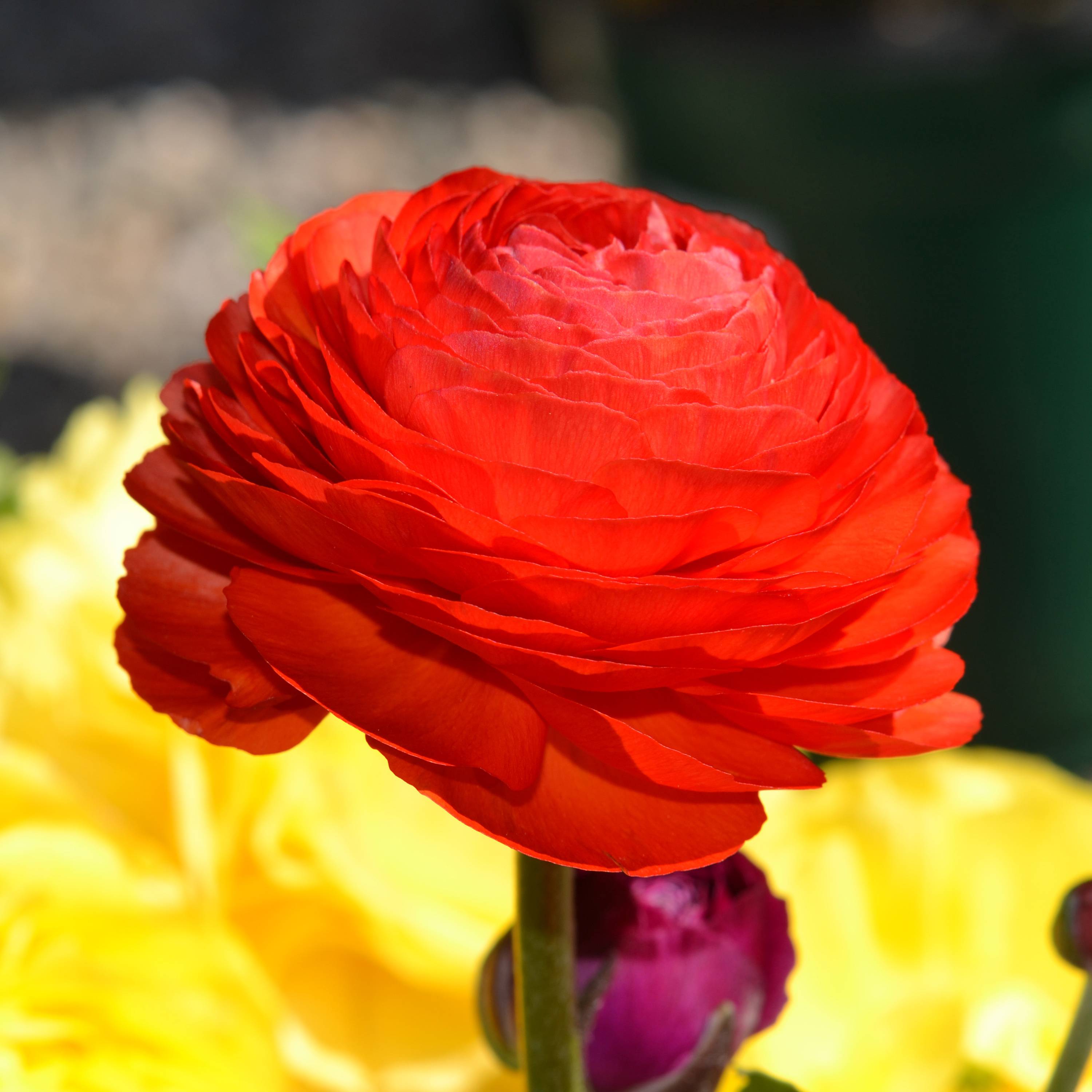 Promesse de Fleurs - Renoncule asiatique double rouge Bulbe calibre 8+ (par 20)