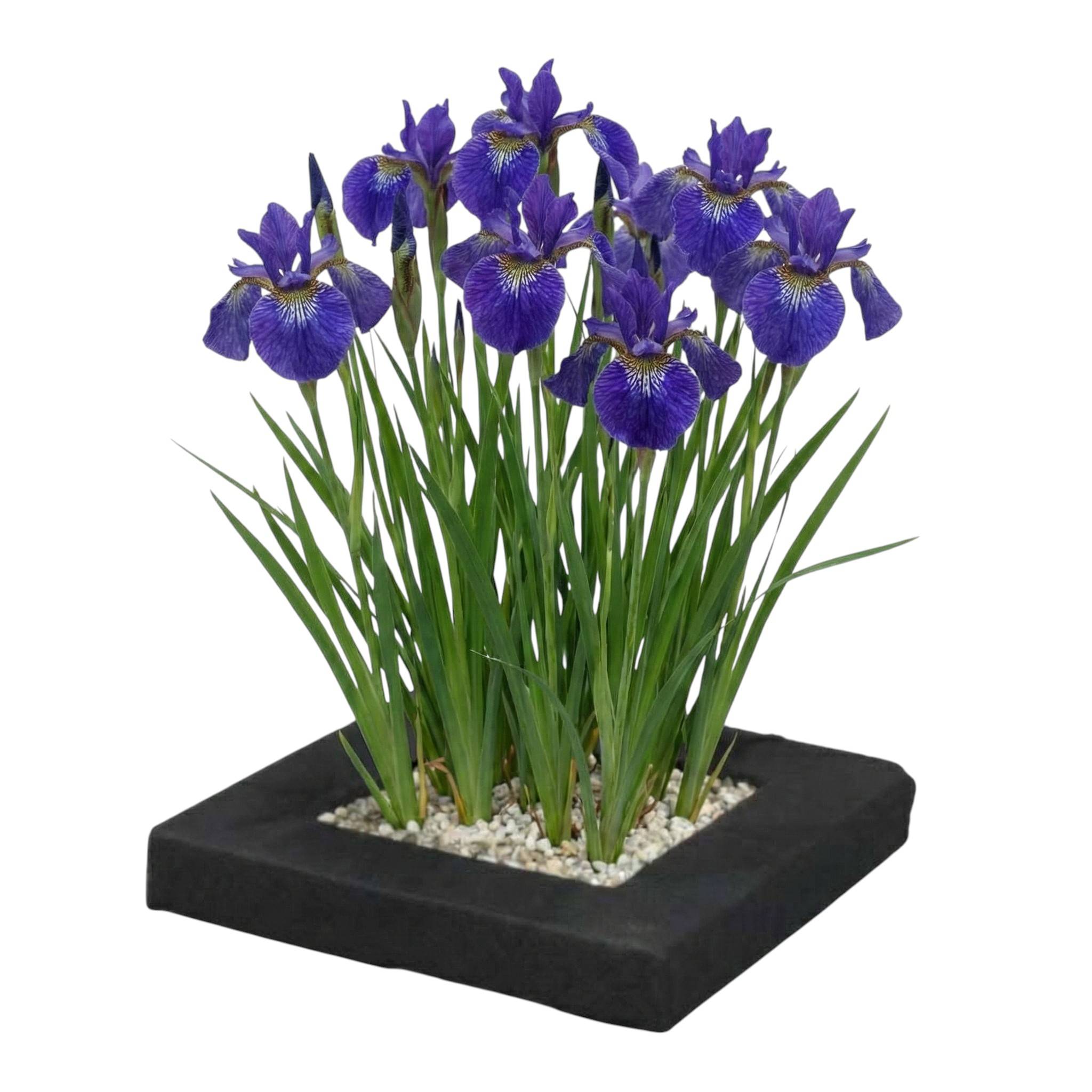 0 - Île de Plantes Iris Bleu - 4 Plantes Aquatiques - Iris kaempferi - Image 1
