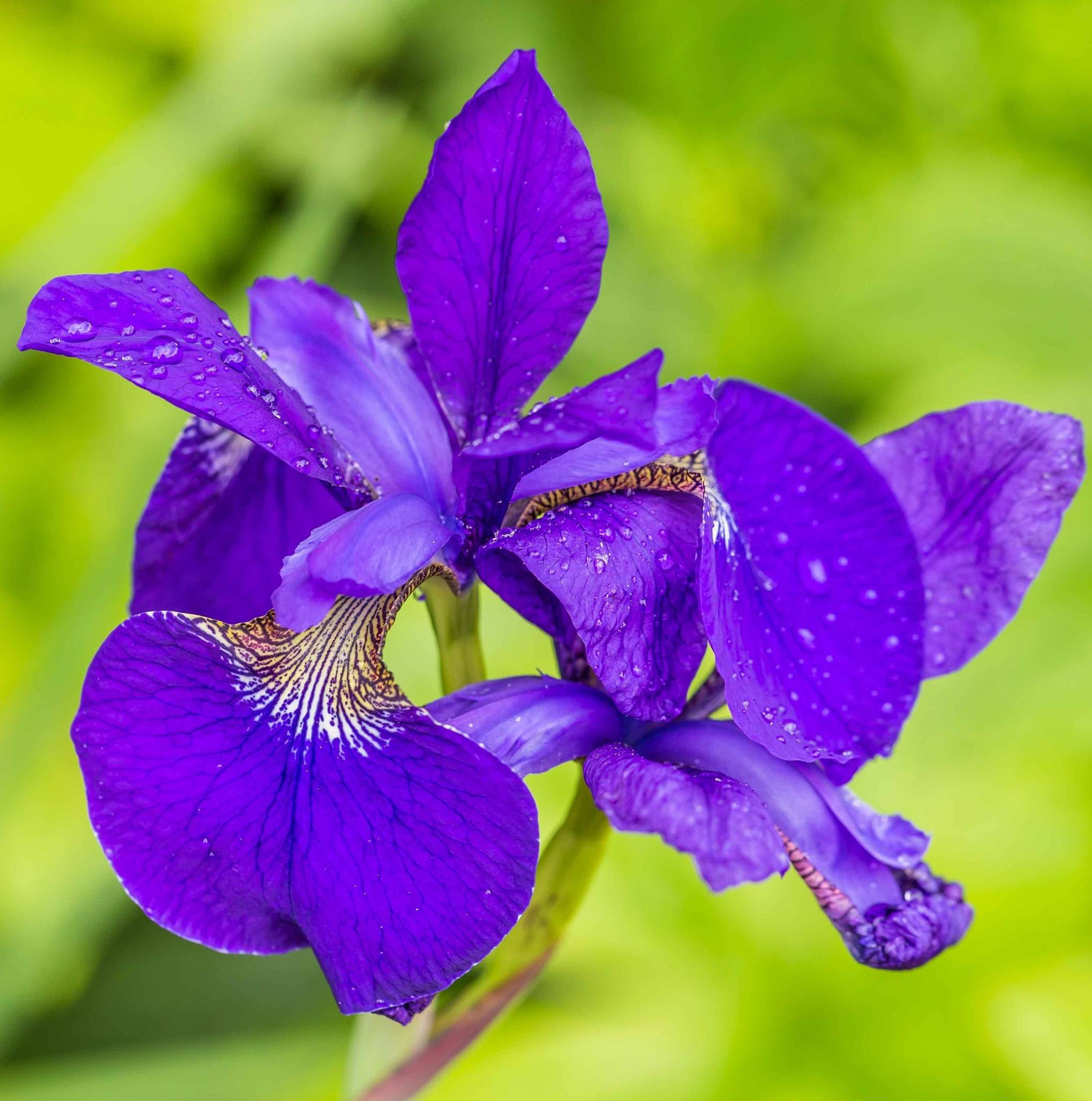 0 - Île de Plantes Iris Bleu - 4 Plantes Aquatiques - Iris kaempferi - Image 2