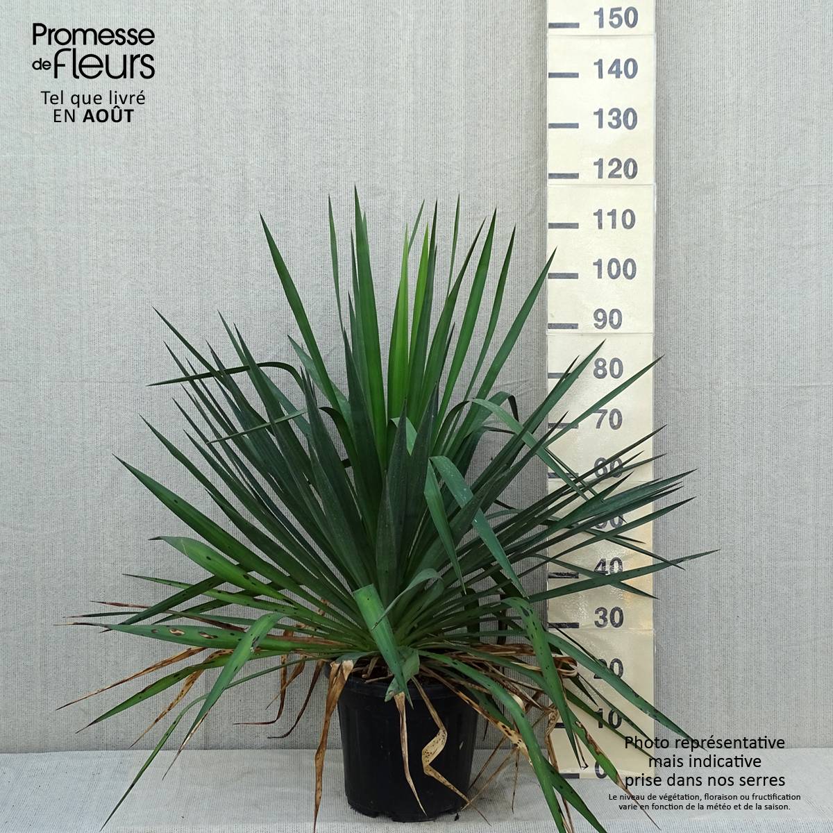 Promesse de Fleurs - Yucca gloriosa - Dague espagnole Pot de 7,5L/10L - Image 2
