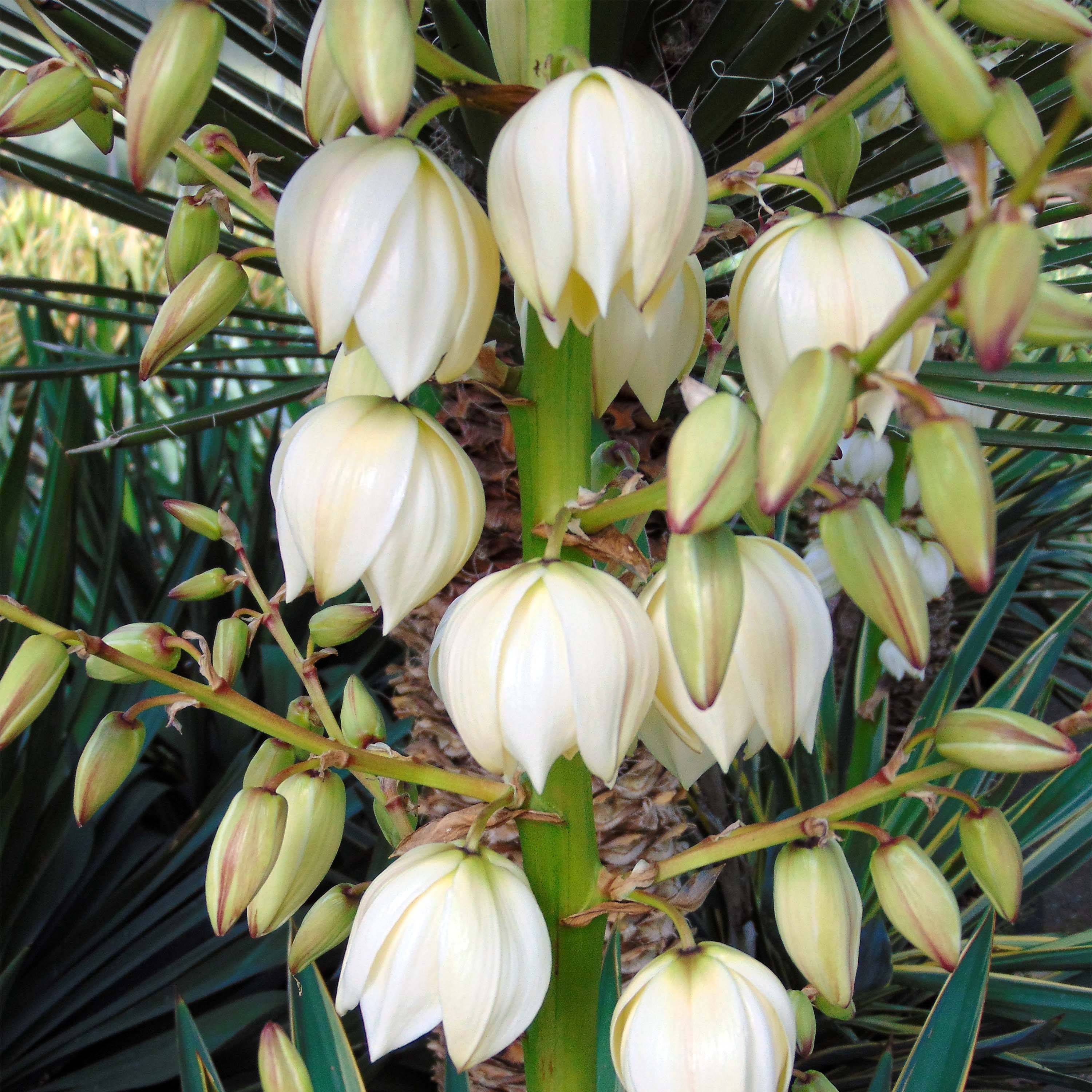Promesse de Fleurs - Yucca gloriosa - Dague espagnole Pot de 7,5L/10L - Image 1