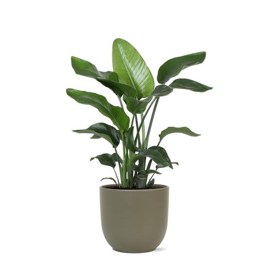 Strelitzia Nicolai et son pot- La Green Touch Olive - Hauteur 80cm