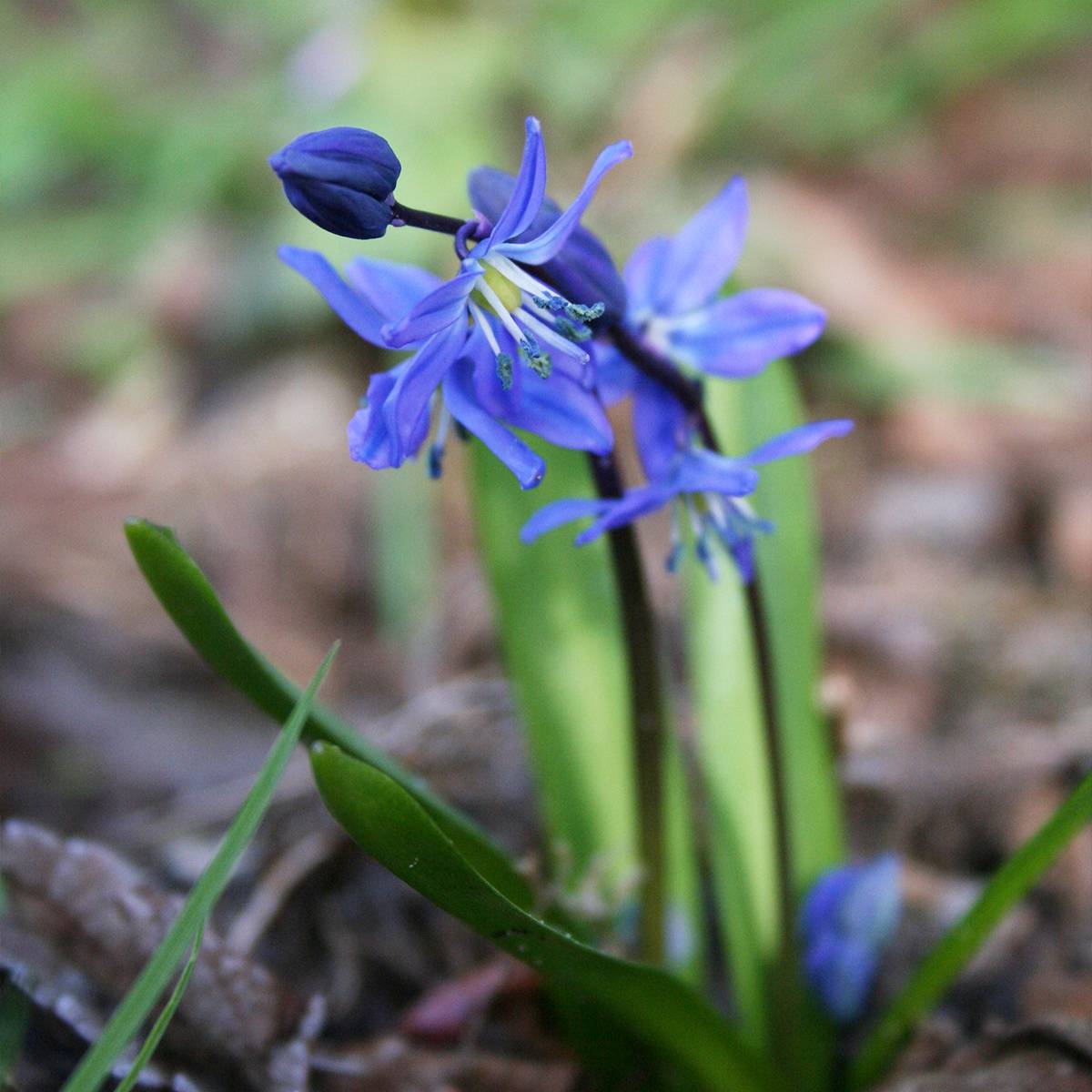 Promesse de Fleurs - Scilla siberica - Scille de Sibérie Bulbe calibre 8+ (par 25)