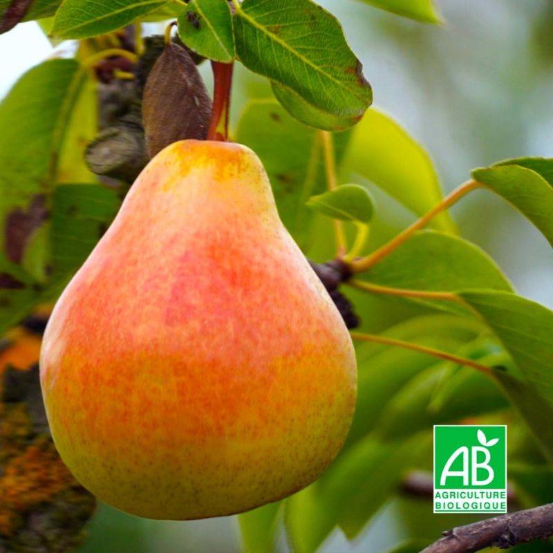 Poirier 'Louise Bonne' BIO (Pyrus communis 'Louise Bonne d´Avranches') - Scion de 100 à 150cm - Pépinières Naudet - Image 1